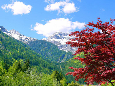 乡村 促进 压延机 全景图 阿尔卑斯山 草地 植物 假期