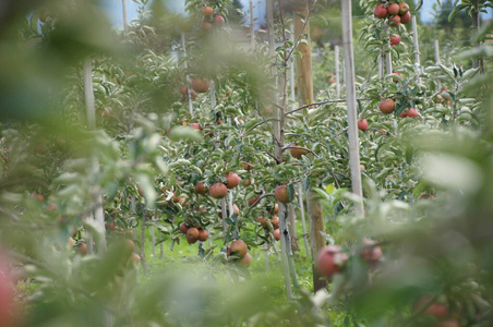 收获 自然 灌木 秋天 花园 分支 水果 苹果 浆果 农业
