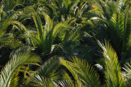 植物 西班牙 分支 植物区系 棕榈 郁郁葱葱 假期 夏天