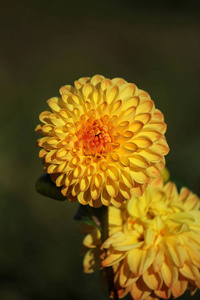 大丽花 花瓣 特写镜头 植物 繁荣的 繁荣 菊科 开花