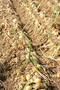 粮食 季节 成长 生长 食物 农业 夏天 自然 领域 蔬菜