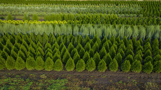 农村地区观赏植物苗圃照片