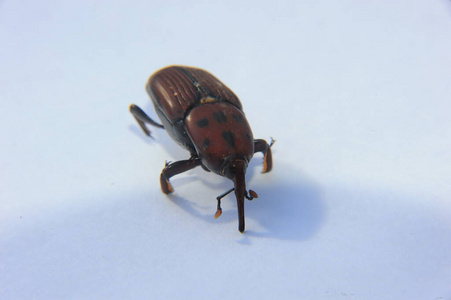 特写镜头 甲虫 害虫 昆虫 动物 昆虫学 颜色 无脊椎动物