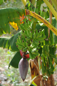 水果 棕榈 植物 花的 花园 植物学 香蕉 植物区系 环境