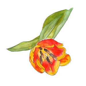 橙黄色粉红色郁金香花，叶和茎手绘水彩画插图