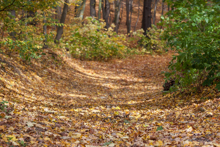 自然 十一月 封顶 秋天 森林 落下 树叶