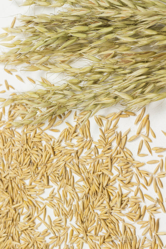 燕麦的谷粒和小穗膳食纤维