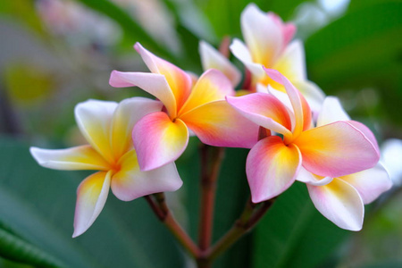 Plumeria flower pink and white tropical flower, frangipani 