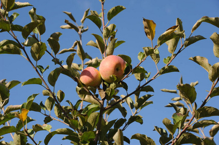 苹果 成长 维生素 甜蜜的 酸的 健康 西班牙 水果