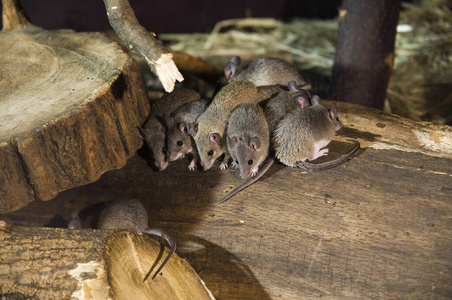 几个 动物 自然 哺乳动物 并排 鼠标 生物 分支 动物群