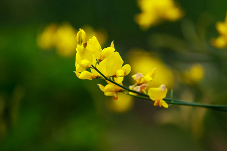 黄花枝