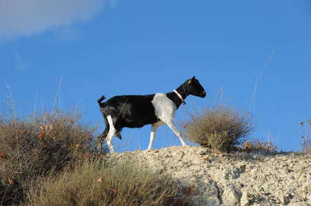 天空 跑步 犬科动物 驮畜 草地 山羊 宠物 夏天 自然