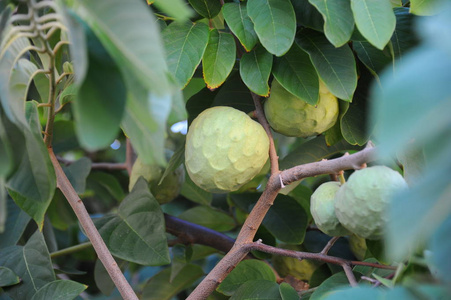 分支 西班牙 颜色 食物 特写镜头 美丽的 夏天 树叶 花园