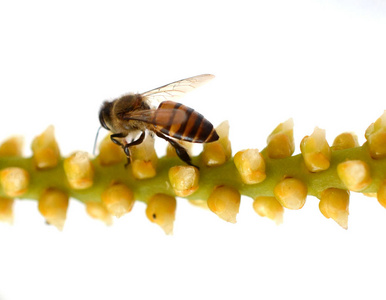 蜜蜂 花的 春天 植物 夏天 自然 花蜜 昆虫 蜂蜜 花园