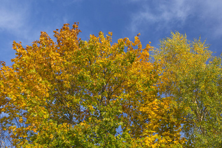 木材 分支 公园 美丽的 树叶 秋天 天空 浆果 自然 森林