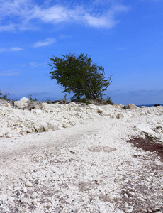 地平线 粉笔 波罗的海 海岸 夏天 海洋 夏季 自然 风景