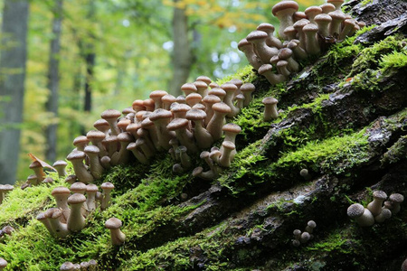 落下 蜂蜜 自然 苔藓 季节 蘑菇 秋天 风景 植物 真菌