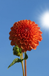 闪耀 苍穹 天空 植物 开花 太阳 花儿 流血 繁荣的 大丽花