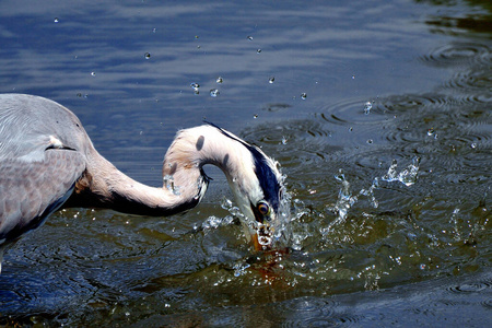 水域 苍鹭 羽毛 羽化 公园 水禽 池塘 打猎