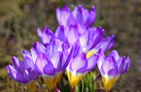 花的 开花 植物区系 春天 自然 盛开 植物 花瓣