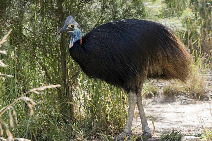 这是一只食火鸡的侧视图
