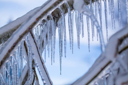 树枝在冬天冻住了.照片