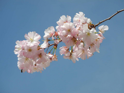 植物 繁荣 流血 樱桃 花儿 春天 粉红色 繁荣的 分支