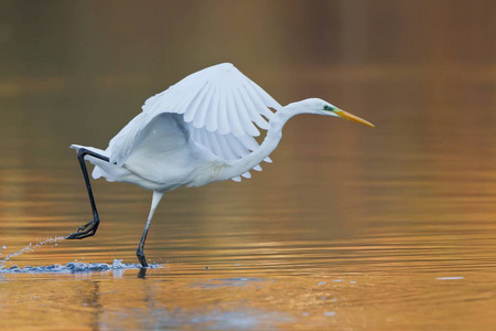 伟大的 动物 外部 美丽的 羽毛 湿地 观鸟 钓鱼 自然