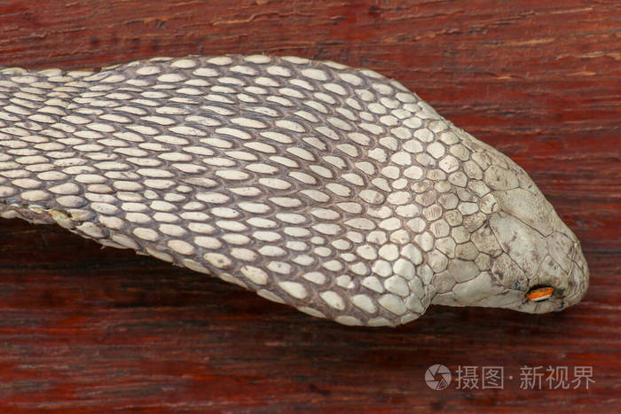 眼镜王蛇的特写头部麦冬鞣制皮