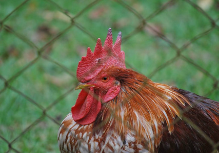 羽毛 农业 牲畜 食物 农事 自由的 公鸡 栅栏 动物 农场