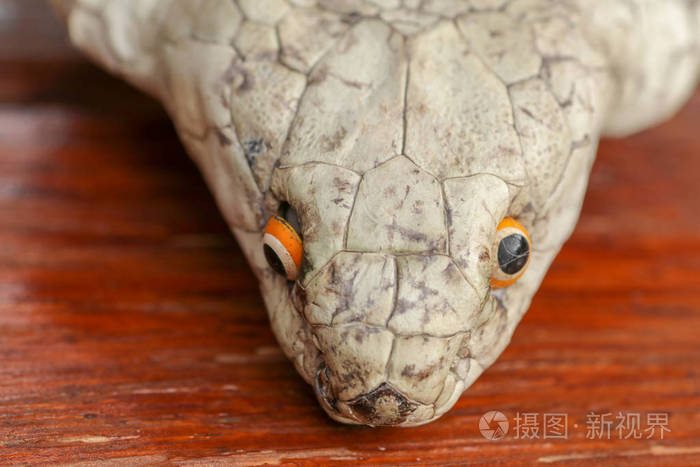 眼镜王蛇的特写头部.麦冬鞣制皮