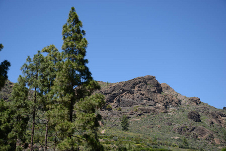 松木 自然 风景 西班牙 山谷 乡村 金丝雀