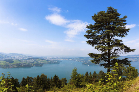 岩石 风景 夏天 公园 瑞士 自然 旅游业 欧洲 森林 旅行