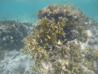 美女 海底 动物 潜水 海洋 假期 自然 深的 水族馆 生活