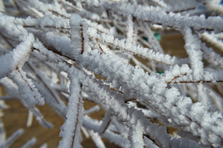 形式 寒冷的 植物 分支 自然 十二月 下雪 冬天 细枝