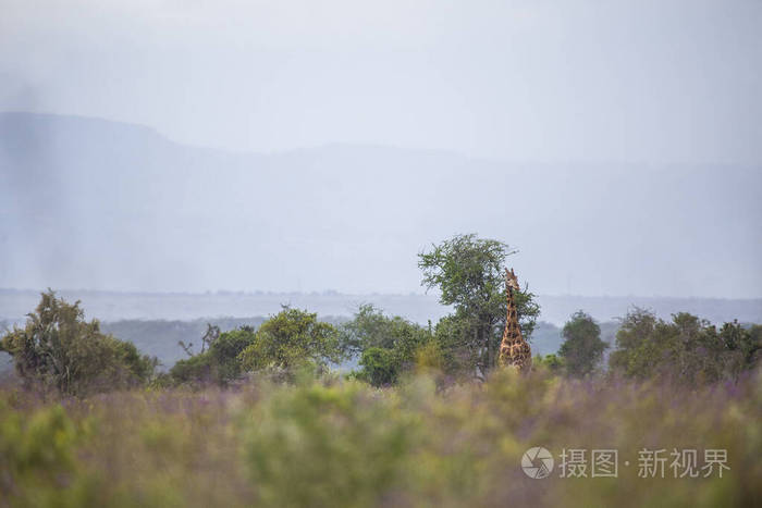 自然 丛林 动物 风景 荒野 大草原 杏仁 长颈鹿 游猎