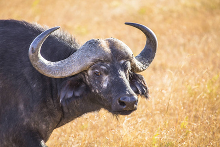 危险 荒野 自然 动物群 斗篷 公牛 领域 肖像 动物 非洲