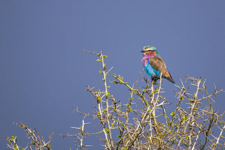 非洲 栖息 野生动物 自然 颜色 鸟类 动物群 鸟类学 公园