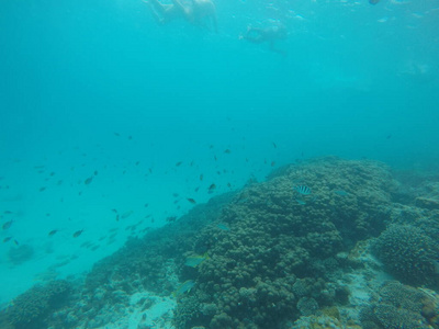 颜色 生活 暗礁 浮潜 水下 水族馆 自然 盐水 野生动物