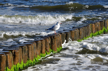 疗养 海鸥 波罗的海 海洋 小岛 假期 自然 海岸 旅游