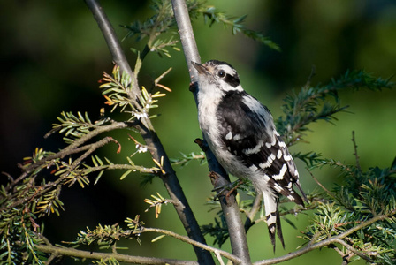 野生动物 鸣禽 分支 啄木鸟 休息 栖息 柔和的 斑点