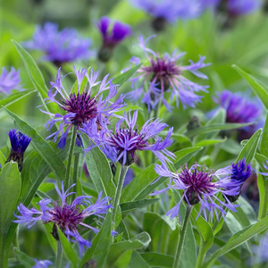 菊科 特写镜头 领域 花园 自然 植物 紫罗兰 美女 开花