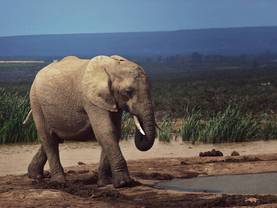 稀树草原 象牙色 大象 口渴 自然 游猎 旅游业 非洲 特写镜头