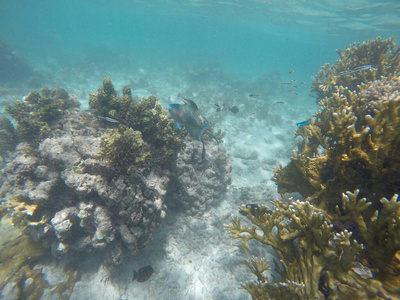 旅游业 潜水 海底 深的 水族馆 浮潜 假期 盐水 暗礁