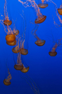 动物 透明的 颜色 水下 要素 自然 水族馆 水母 绘画