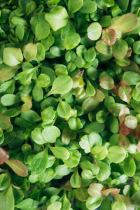 growing organic microgreen plant 