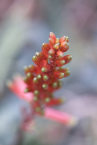 植物区系 植物学 彩虹色 植物 自然 特写镜头