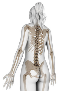 解剖学 三维 生理学 骨架 射线 健康 解剖 科学 骨头