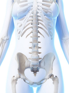 骨头 生物学 人类 射线 骨架 插图 科学 身体 解剖 三维