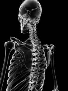 骨头 人类 提供 三维 晶体 身体 解剖 解剖学 骨骼 椎骨